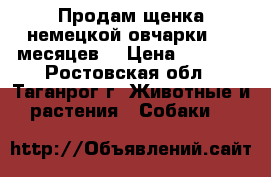 Продам щенка немецкой овчарки ( 9 месяцев) › Цена ­ 7 000 - Ростовская обл., Таганрог г. Животные и растения » Собаки   